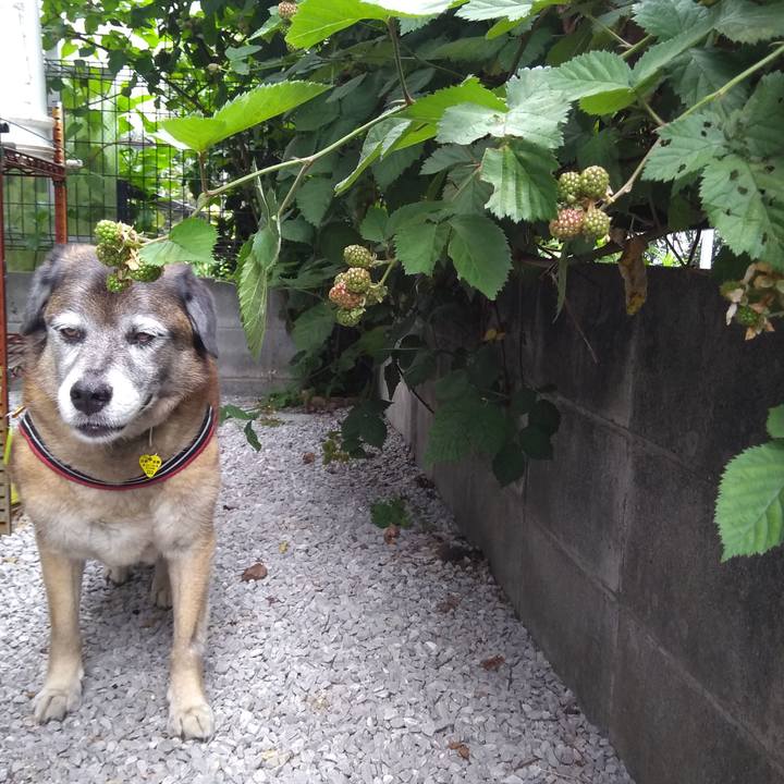 C2be09b0 1721 432f 8cd1 de3e84ccabb9 1560988152889