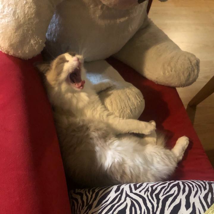 C2bf0cc6 74eb 4734 94d7 bec308aa99b7 1575779716380