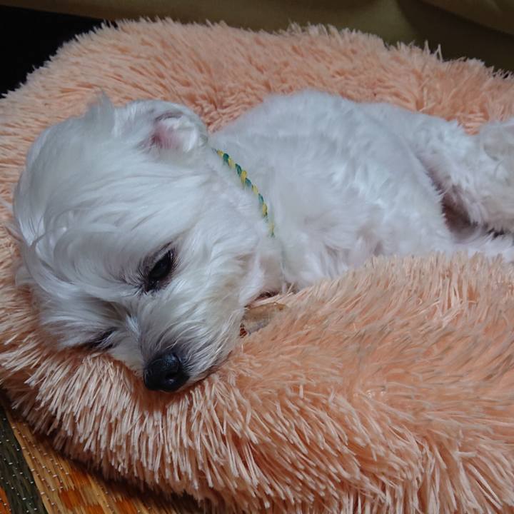 C2c196a9 37bf 4e85 8bc3 65390096b295 1590836141765