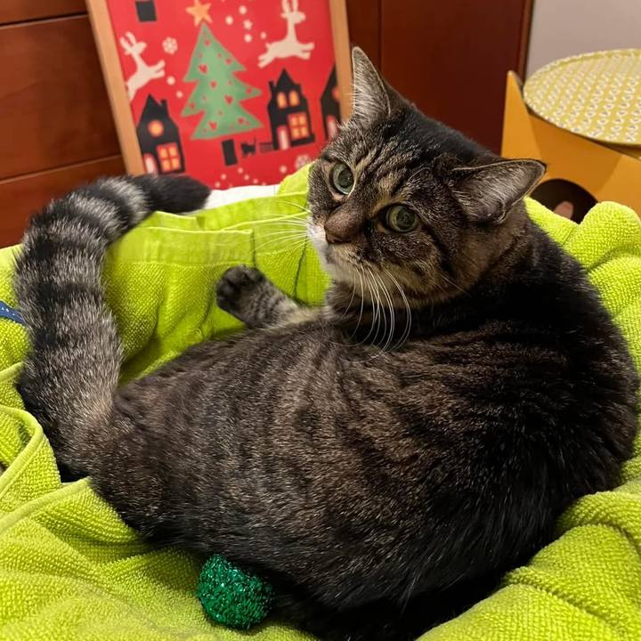 C2c7ce77 4064 4f26 bf77 7054ae4b88e6 1765678986710