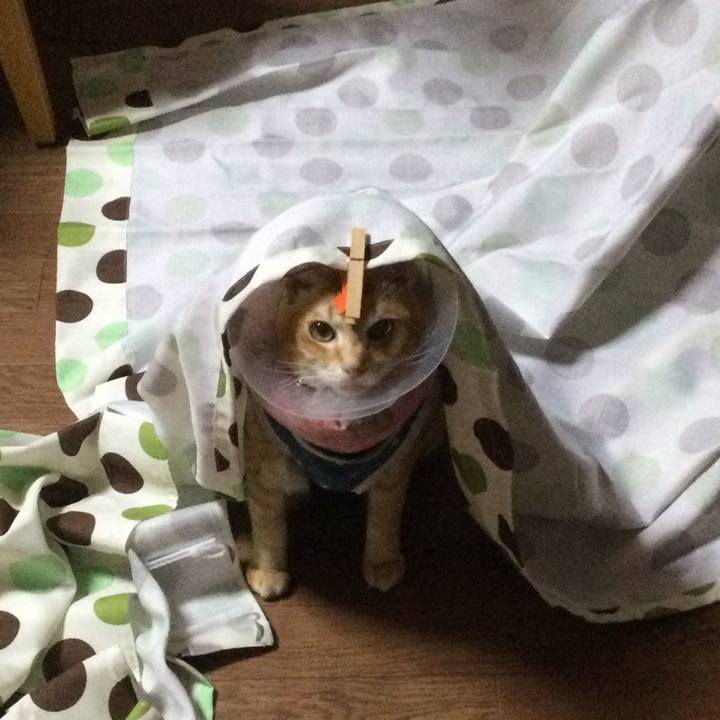 C2ce8398 6e12 4ce8 8300 194c33bd153e 1629994625793