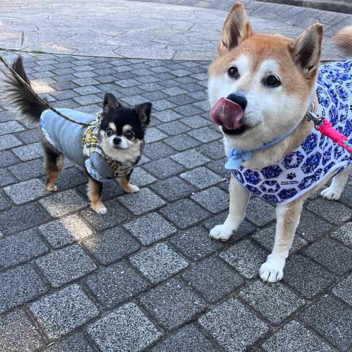 C2cfc912 7590 4b35 95e7 158589916e9b 1717489874923