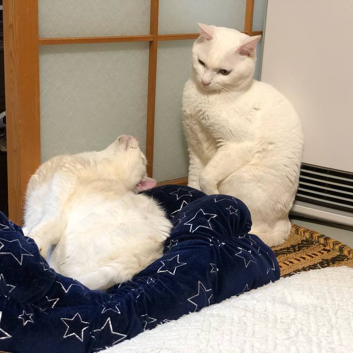 C2d0fc4e a850 4202 bf47 fa3f0ff77dc4 1547205693508