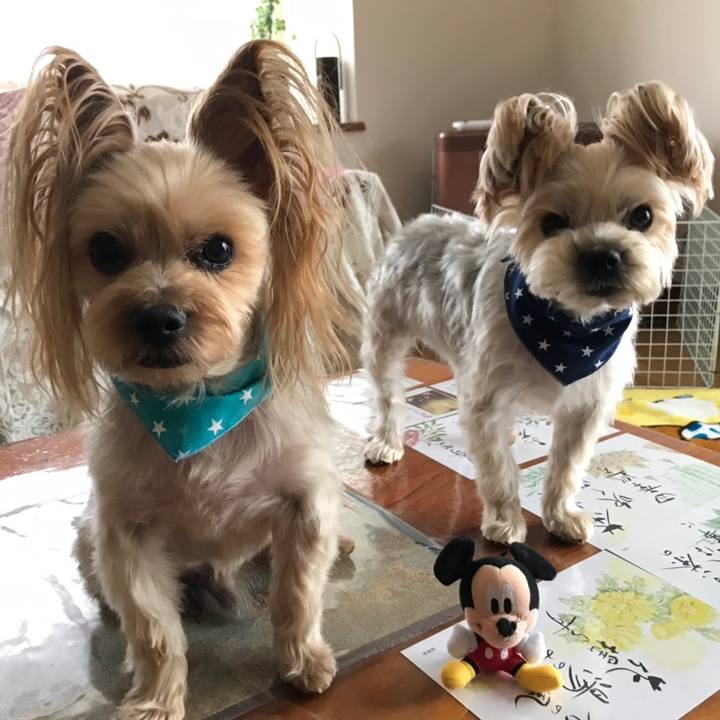 C2d16cf4 c5d8 4195 b169 ccb45389c7d8 1551863167747