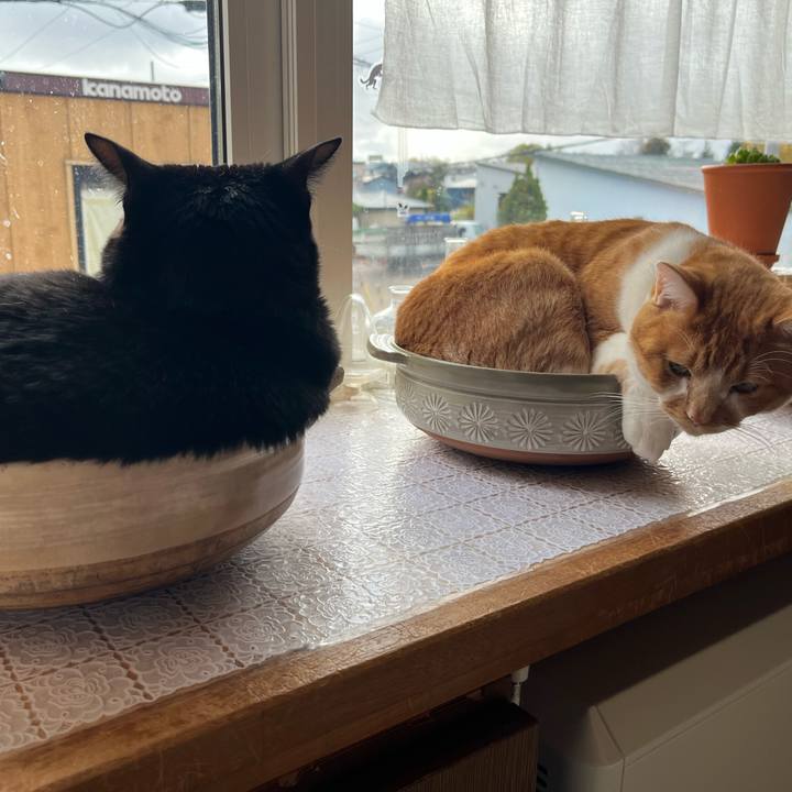 C2d2c635 a46c 4f3b b99a 463c46903e80 1699404888330