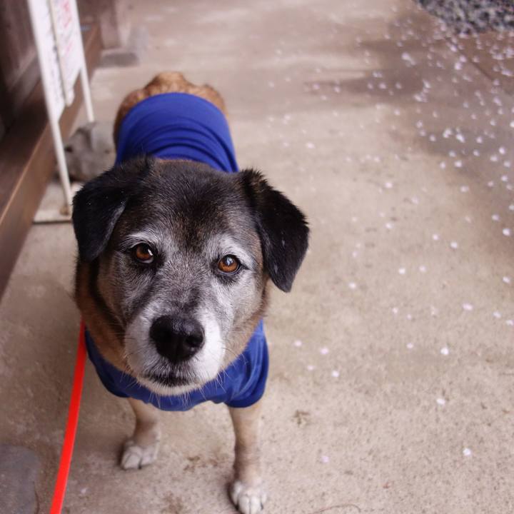 C2d3de66 736f 440e b50e b9a79f78e7a3 1554684612300