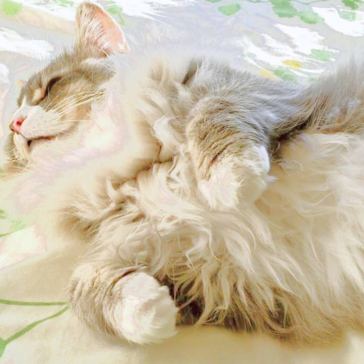 C2d4b7bc a069 44f0 8047 8098bd1c3686 1508560972267