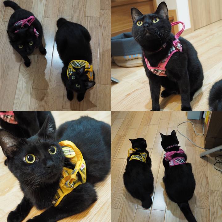 C2d56412 ea31 440b b080 e2ecfe4ff323 1542118206131