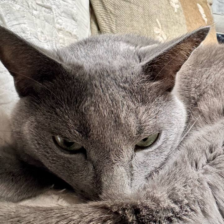 C2d7a1bd c4c4 4cc3 8b3c 77f9015341f1 1762588442850