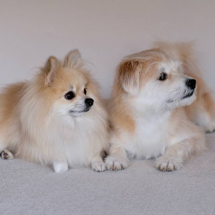 C2d7dec6 3960 4505 8172 1b096248f620 1762723882397