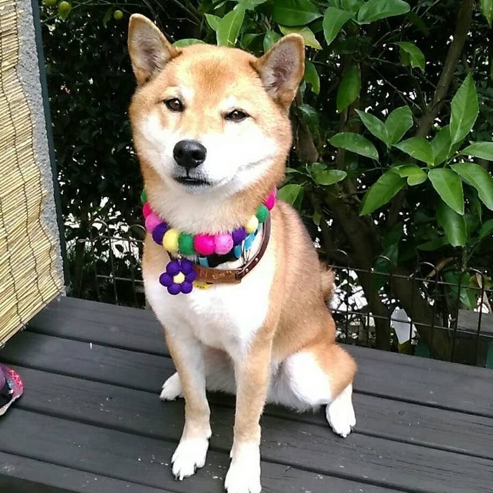 C2d8d7e9 34c9 4ab9 a020 8461c520e273 1542159686366