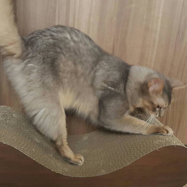 C2dd82db 7367 4d6c aebe f63374cfd54a 1532742059837