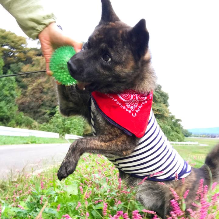 C2de4d6d 2d48 4b4a a88e ce925da8f5e2 1508111455270