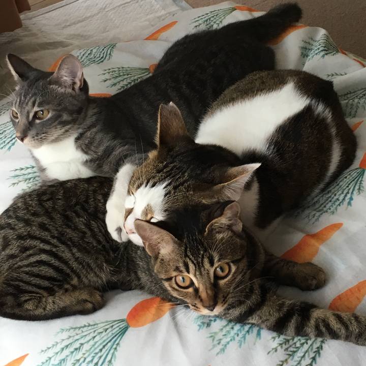 C2e11443 2133 4177 9b59 70262cc155d8 1538050882696