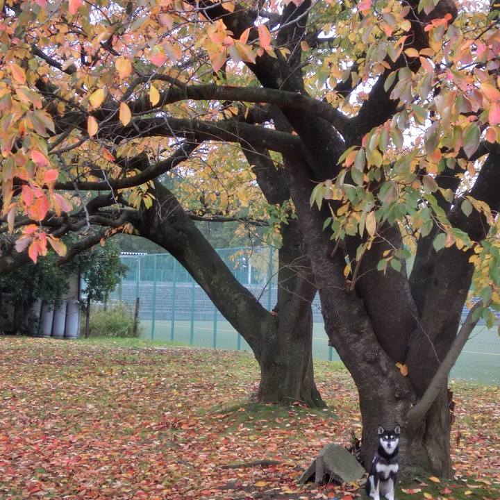 C2e2fe85 91f4 4761 98f2 e192275d9471 1510106425166