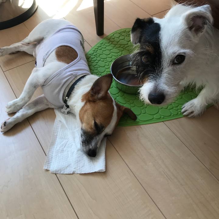 C2e351e3 a0f8 4729 bd2b 43f16041534e 1533870409526