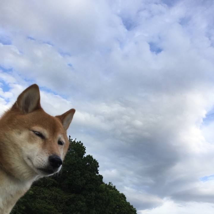 C2e3deb7 d4ed 4515 b5ff 79b2bb528328 1560761954796