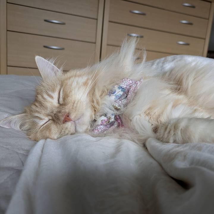 C2e42d8b 9c5a 40ca a7ce df3b6e94494f 1751938673967