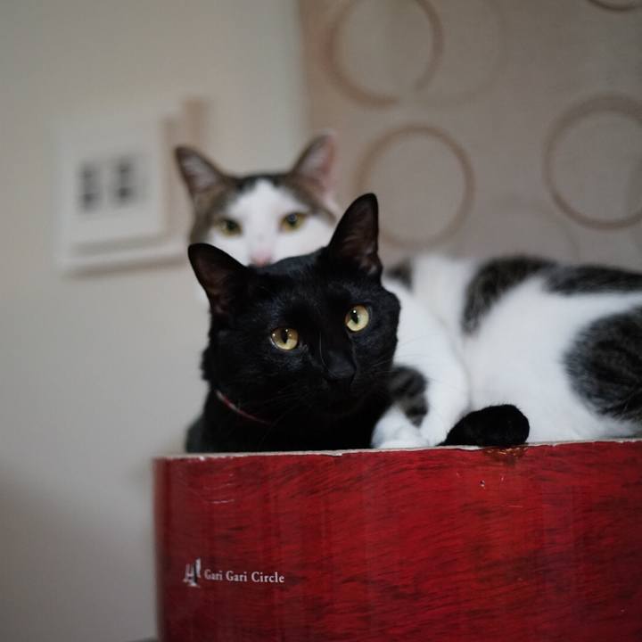 C2e46b38 4e0e 4212 959f 4c7a11ca8609 1526131536541