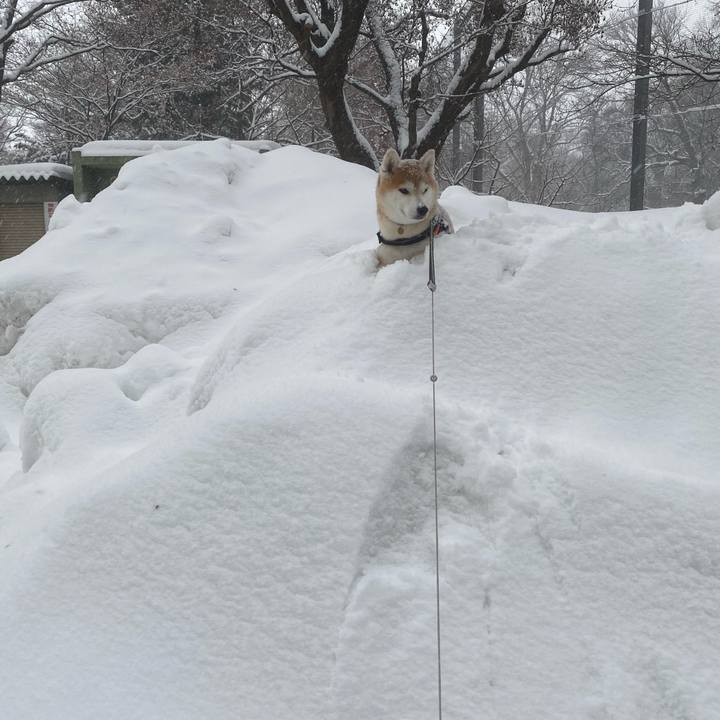 C2e7222d aef0 4b9d 88ca d2d05dd4ef35 1611883638847