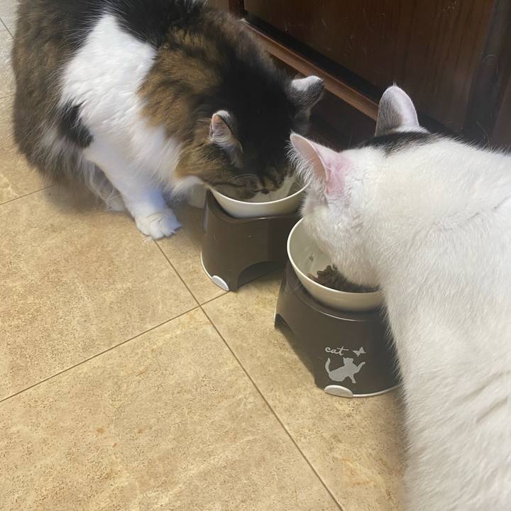 C2e7f8fe e6a0 4deb aba4 65ce750085a5 1664318885776