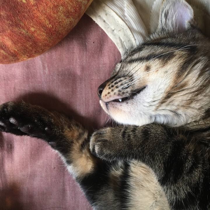 C2e961da 953e 4647 b0b8 c2c014b516c5 1541215987707