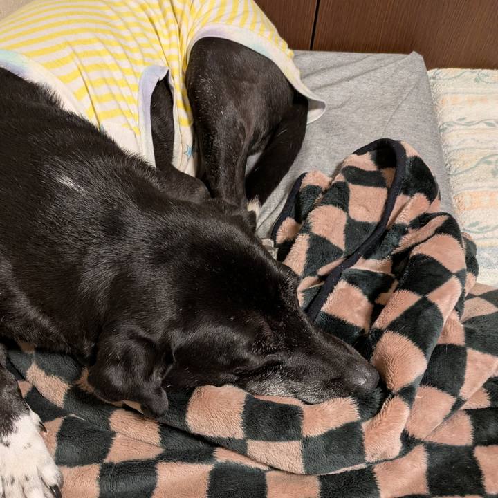 C2ea2986 60fc 4510 9045 38a084bf9ea4 1733791678981