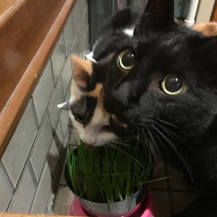 C2ec2287 7b0e 4412 b8d1 31990c9d12fd 1513560966880