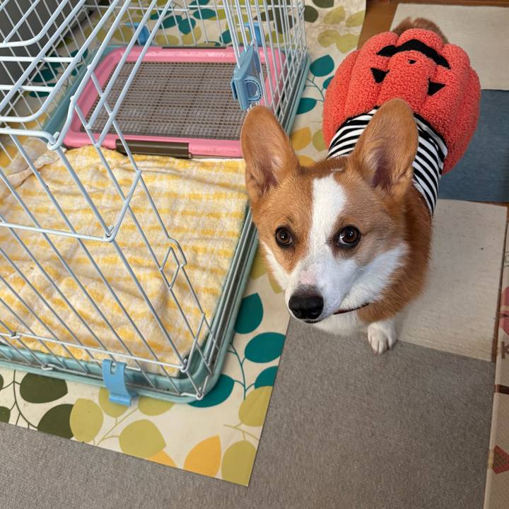 C2edaf07 4aab 44b1 8c3b c4a4abc8c8a4 1761721450695