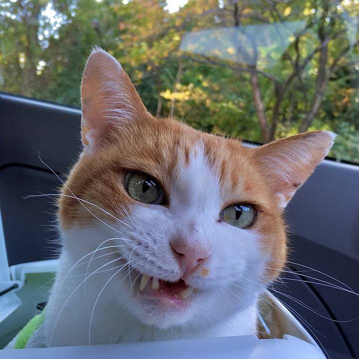 C2eec68f a48e 40be 8cba a14789bc03a5 1573028522054