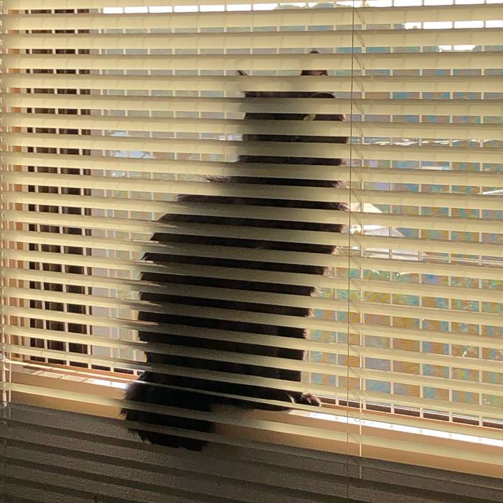 C2f36628 0638 4eef 8c7a af930a864ad8 1593983491506