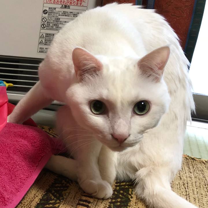 C2f3fdd6 bf28 4fda 91fa 1e6783842f82 1525089165494