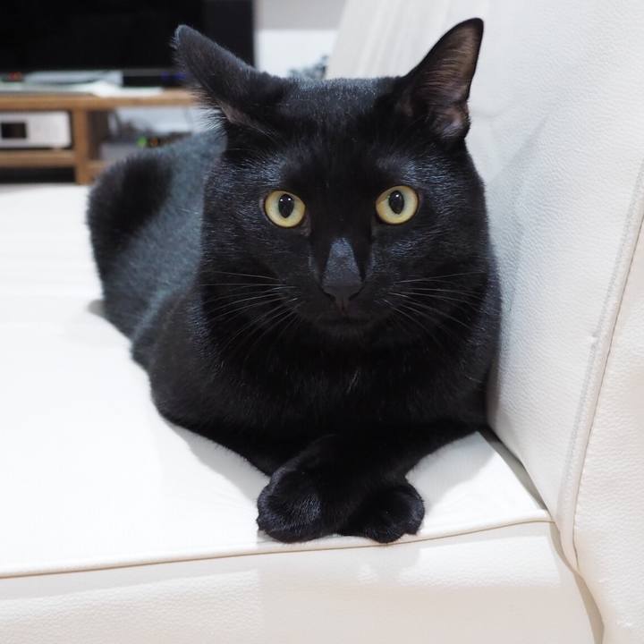 C2f4c1d9 8b7e 44bb abf9 3670d45532a3 1542238202339