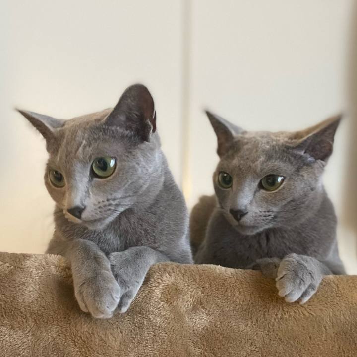 C2f60421 cba9 45f9 a9ba 804dc4dc9f7a 1635126382779