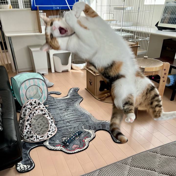 C2f6306e c2c0 4302 8c90 46b56c2eec95 1762825798442