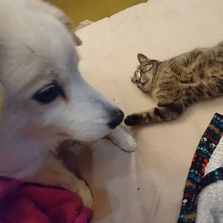 C2fa7705 5b64 432a 960d 9efdb7e42334 1551906165534