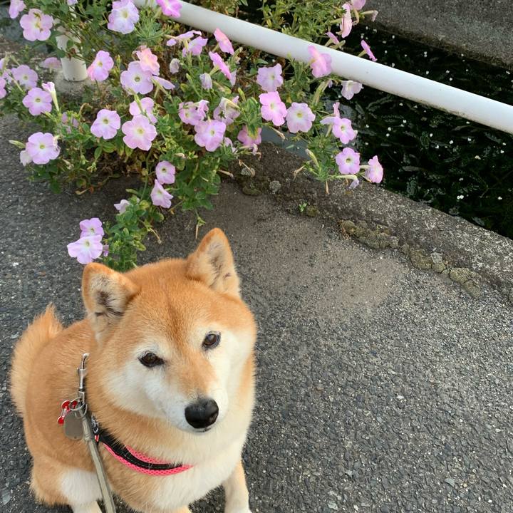 C2fdf7ca 9d9f 4b70 b999 688f14eb54a7 1591282153529