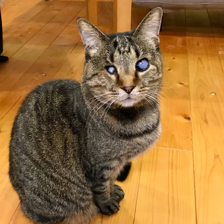 C300cf3c 555e 4a7b 9a0c f67a04a0411e 1581899384103