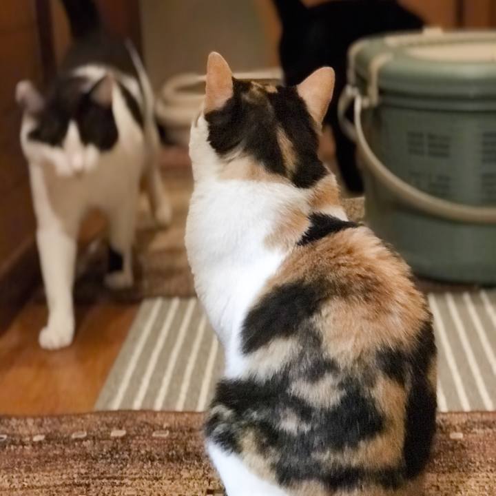 C3021b1f 8280 411c 8608 cfdd676a40c6 1526999947985