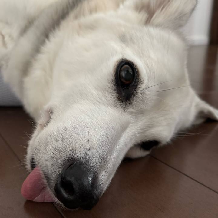 C304e9fb 3d62 4356 afa8 af10dfb2088f 1749810847832