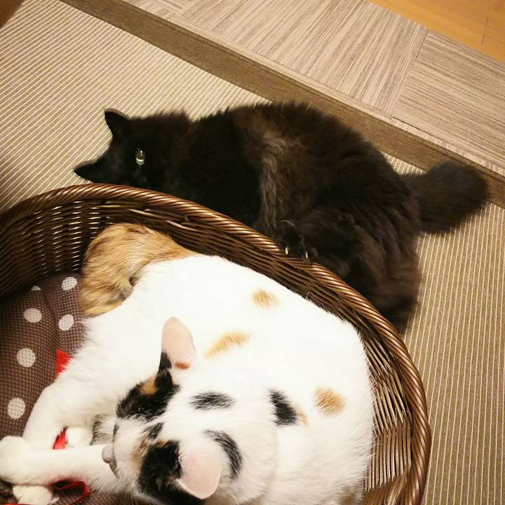 C307ca67 d3bd 470d 89ff 8588ad900e12 1531052044924