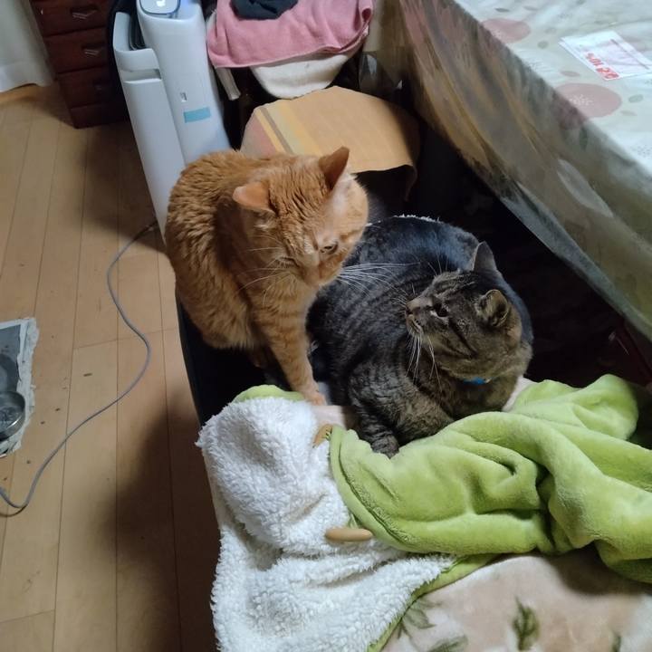 C308683b 5492 46f3 941e fac499e4d619 1675764665685