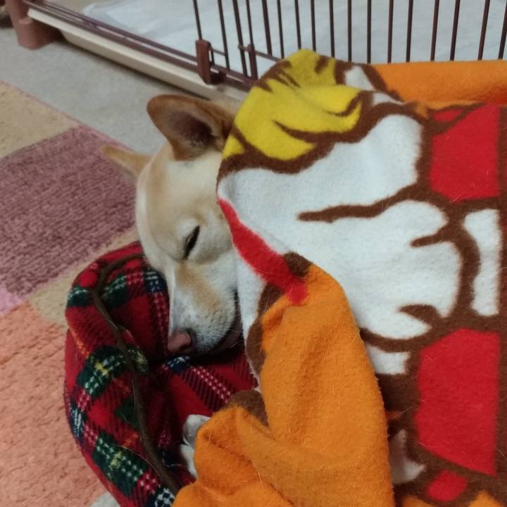 C30ee4d1 9715 4003 991c 1b3c1adcd799 1540988818876