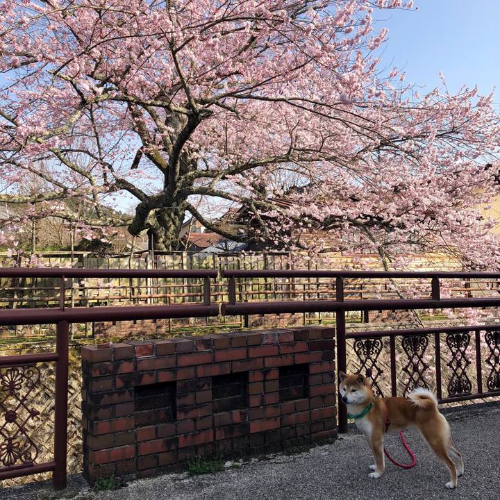 C312bb51 e83d 4eb5 ac11 fd668ca6b0de 1522583030726