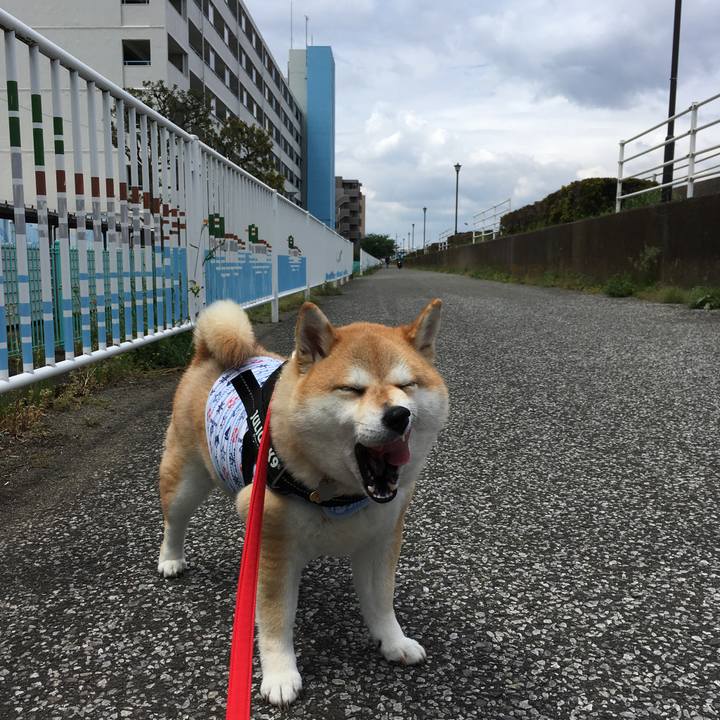 C3158ba0 0b6c 44f7 9ad0 08c8bd934c61 1557113088632