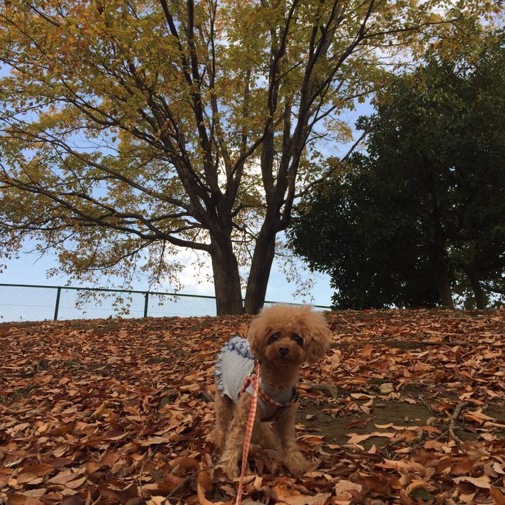 C315cf4f 3153 4896 8556 0957c9802cba 1510730091124