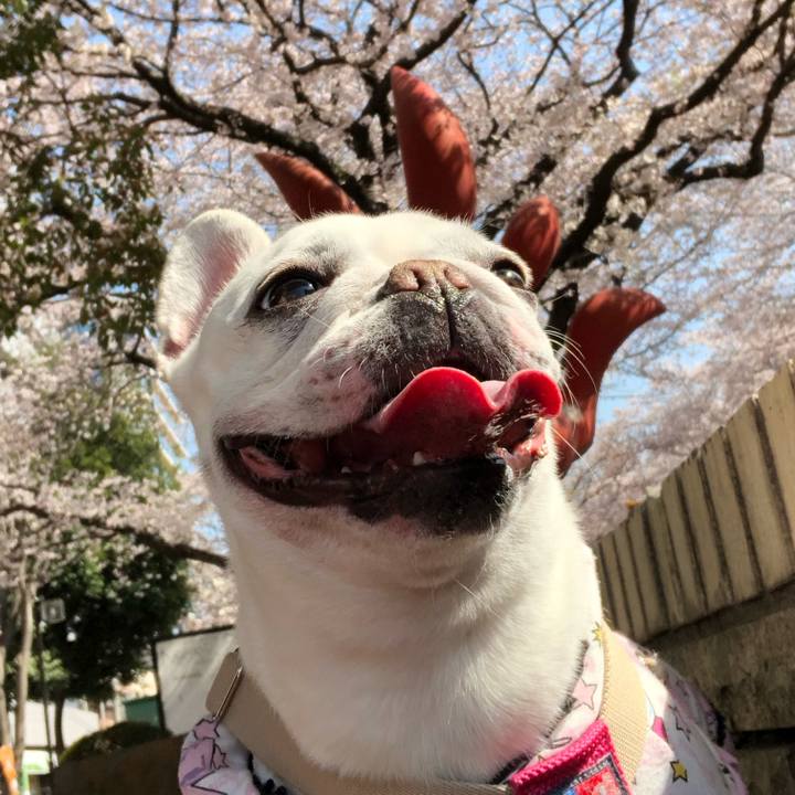 C3161dc1 0950 4185 9091 025bc329b14c 1554544330569