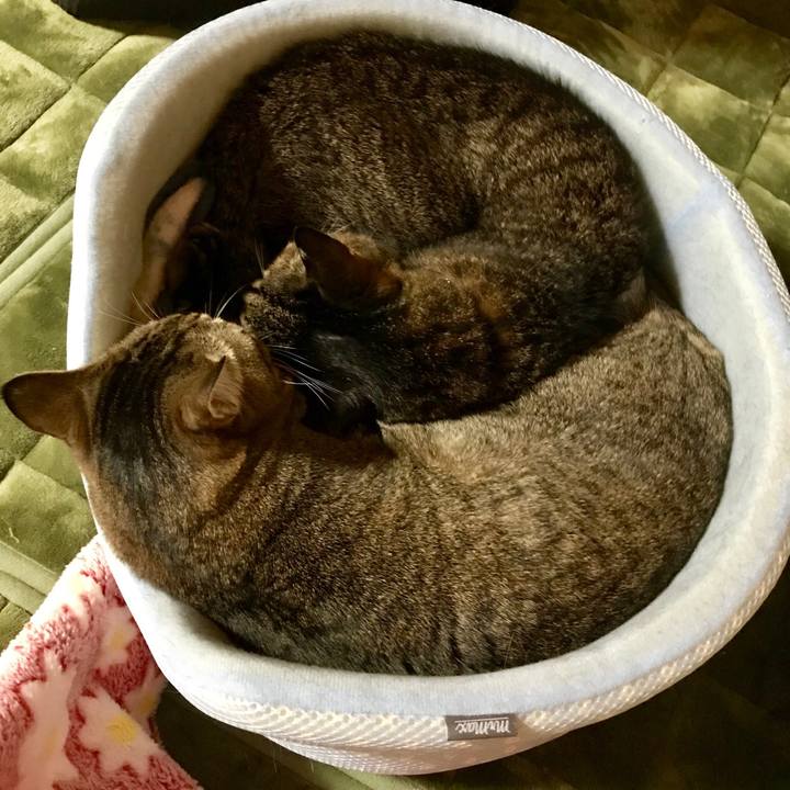 C31ca2fc 010b 44f1 a686 34c35272bcb1 1508933451074