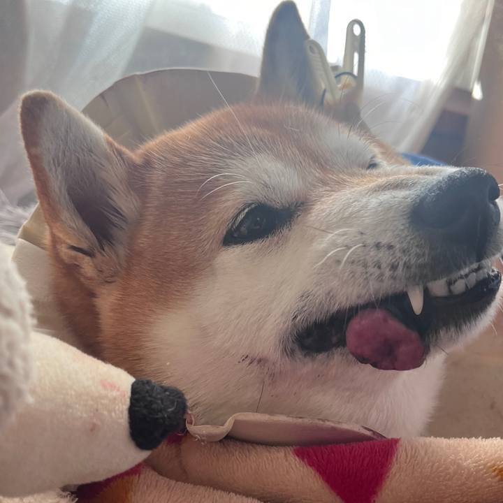 C31ebb2a 3659 4e4b a6d4 36d7c22947bb 1703892652107