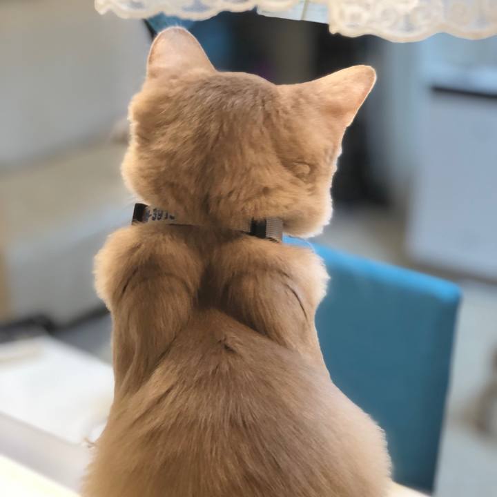 C323e070 5f90 4686 960b 95f6c63ca31c 1544923738519